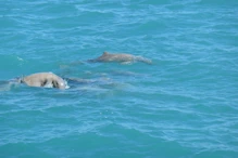 Snub fin dolphin