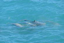 Snub fin dolphin