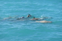 Snub fin dolphin