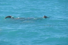 Snub fin dolphin