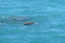 Snub fin dolphin