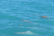 Snub fin dolphin