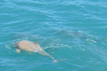 Snub fin dolphin