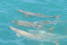 Snub fin dolphin