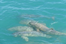 Snub fin dolphin