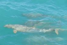 Snub fin dolphin