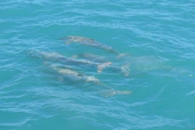Snub fin dolphin