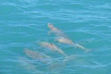 Snub fin dolphin
