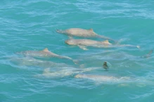 Snub fin dolphin