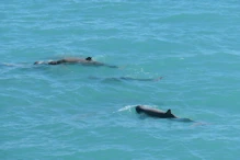 Snub fin dolphin
