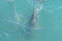 Snub fin dolphin