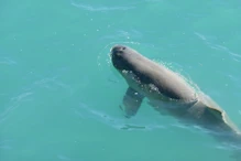 Snub fin dolphin