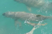 Snub fin dolphin