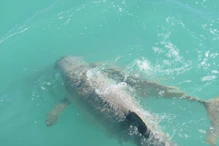 Snub fin dolphin