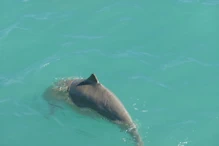 Snub fin dolphin