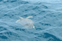 flat-backed sea turtle