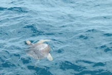 flat-backed sea turtle
