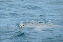 flat-backed sea turtle