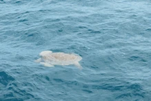 flat-backed sea turtle