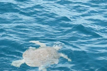 flat-backed sea turtle