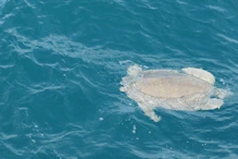 flat-backed sea turtle