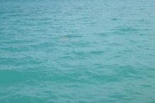 The brown spot in middle of photo is a dugong