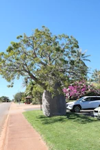 Boab tree