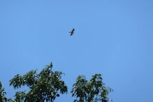 Hawk