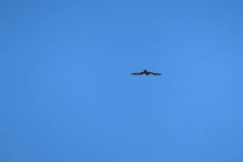 Hawk