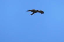 Hawk