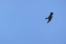 Hawk