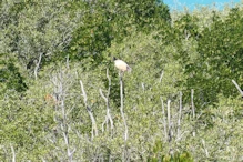 Ibis