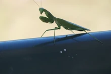 Preying mantis on Mangrove Hotel railing