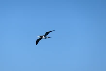 Brown Booby