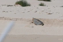 Turtle climbing up beach