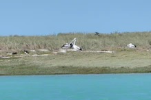 Pelicans and boobys