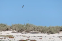 Frigate bird and boobys