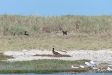 Boobys nesting