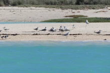 Terns and gulls