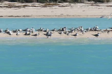more terns