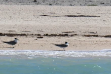 Terns