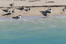 Terns
