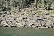 Great billed heron