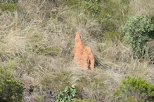 termite mound