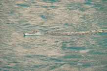 Smallish esturine crocodile