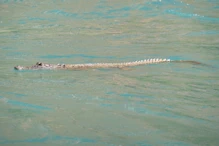 Smallish esturine crocodile