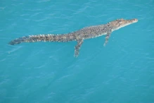 Crocodile near our ship