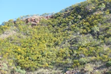 Wattles in flower