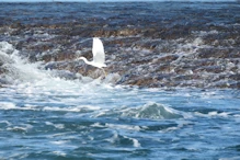 Reef egret taling flight
