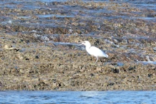 Reef egret eating fish